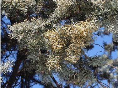 In piena fioritura nocciolo e ontano, consigli per gli allergici