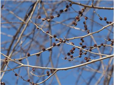 In piena fioritura nocciolo e ontano, consigli per gli allergici