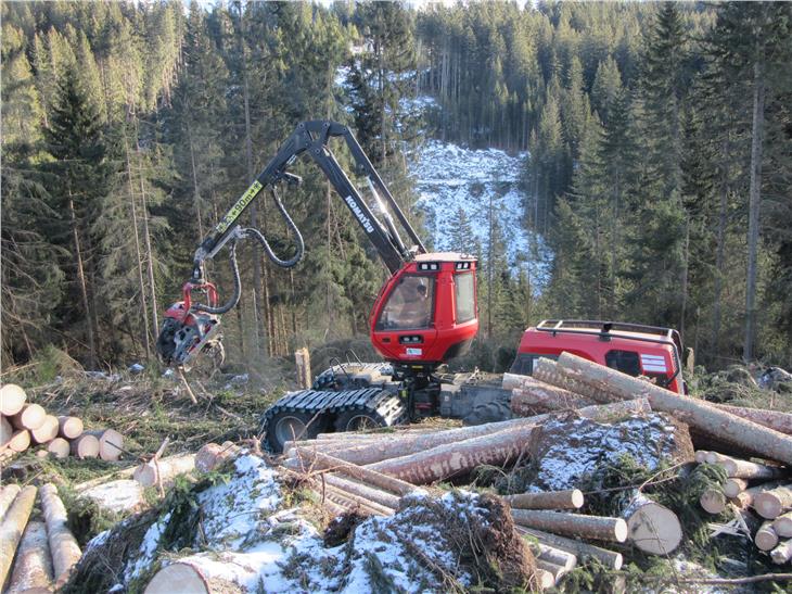 Maltempo, raccolta la metà degli alberi schiantati