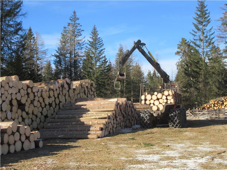 Maltempo, raccolta la metà degli alberi schiantati