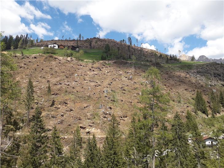Maltempo, raccolta la metà degli alberi schiantati