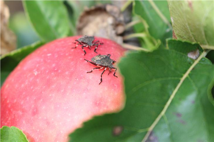 Samurai-Schlupfwespe gegen Marmorierte Baumwanze