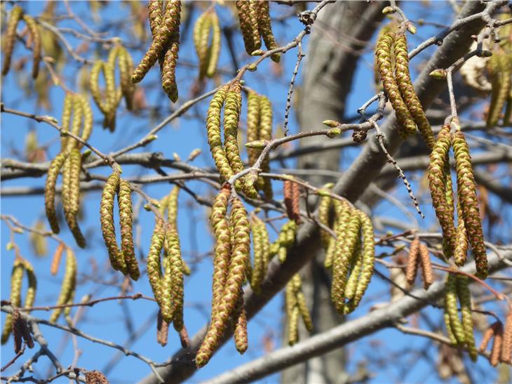 Pollini: al via fioritura di betulla e carpino, consigli per allergici