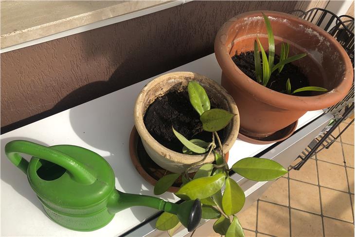 Zanzara tigre: nuova campagna di prevenzione