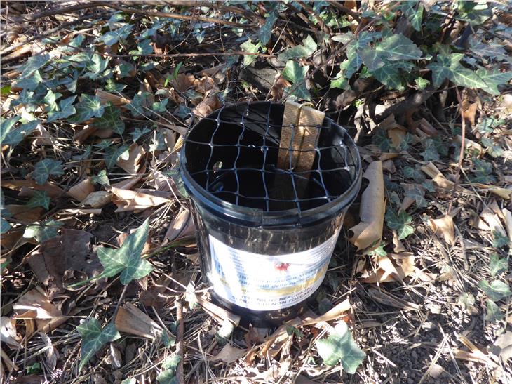 Zanzara tigre: nuova campagna di prevenzione