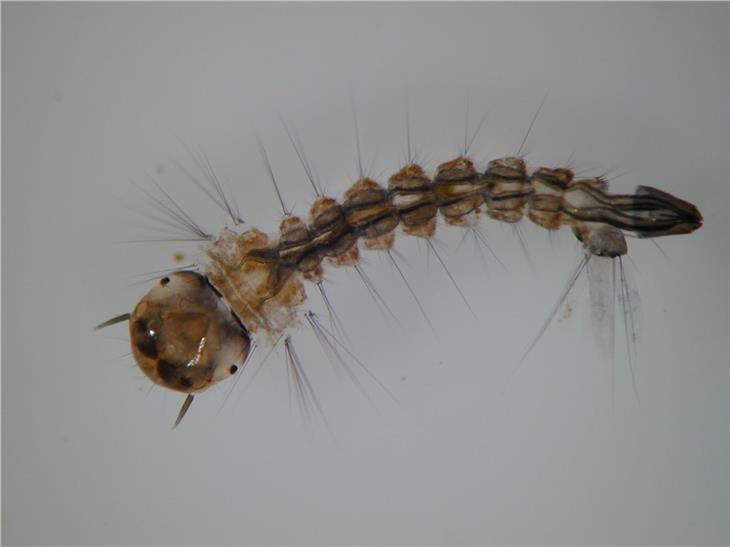 Zanzara tigre: nuova campagna di prevenzione