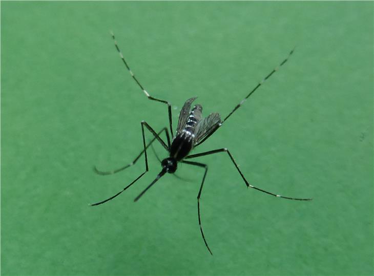 Zanzara tigre: nuova campagna di prevenzione