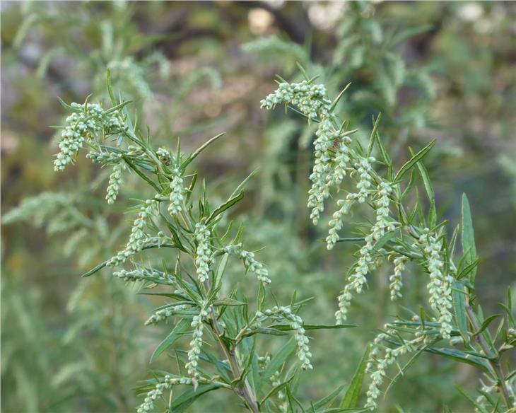Volo pollinico dell’assenzio, allergie fino all'autunno 