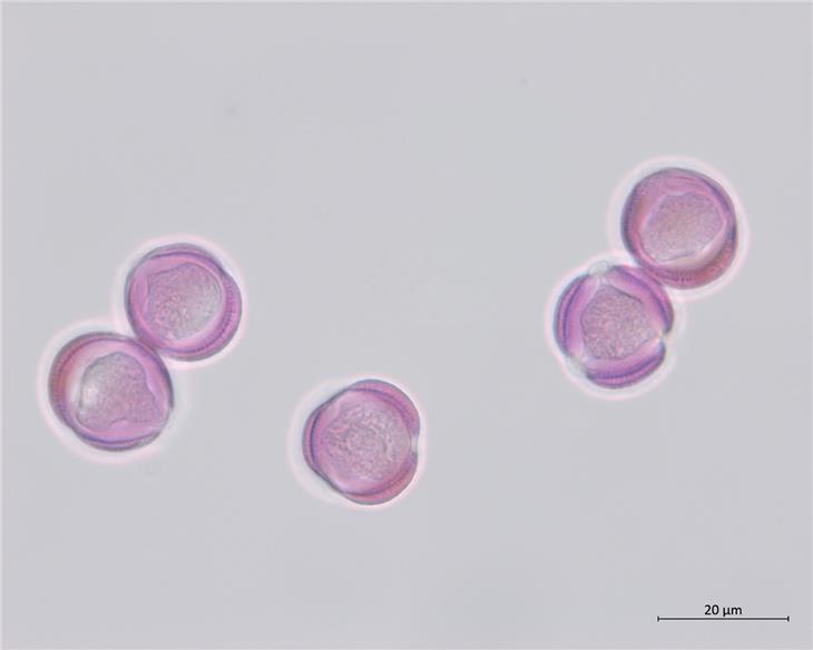 Pollenflug bis in den Herbst: der Beifuß