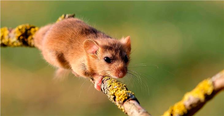 Naturerlebnis Biotopweg Schludernser Au erneuert