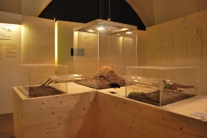 Inaugurata la mostra “Scava scava – Kosmos Boden” al Museo di Scienze 