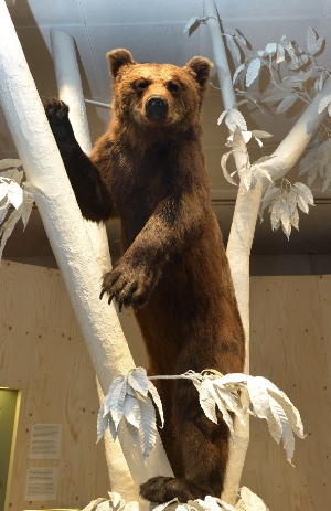 Arkas steht ab jetzt im Zentrum der Dauerausstellung im Naturmuseum