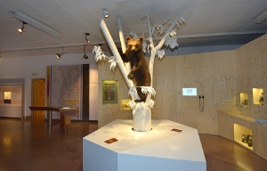 Arkas steht ab jetzt im Zentrum der Dauerausstellung im Naturmuseum