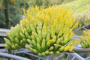 Einzigartig: Agaven in den Gärten von Schloss Trauttmansdorff blühen nur einmal