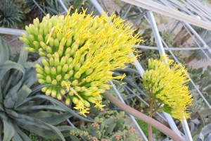 Einzigartig: Agaven in den Gärten von Schloss Trauttmansdorff blühen nur einmal