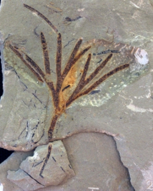 Naturmuseum: Älteste Keimlinge fossiler Ginkgopflanzen entdeckt

