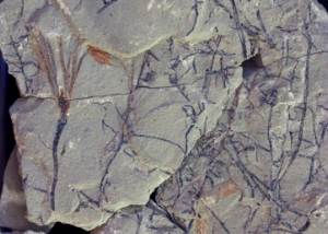 Naturmuseum: Älteste Keimlinge fossiler Ginkgopflanzen entdeckt

