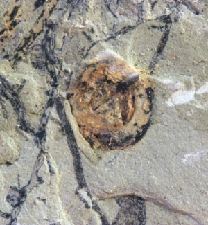 Naturmuseum: Älteste Keimlinge fossiler Ginkgopflanzen entdeckt

