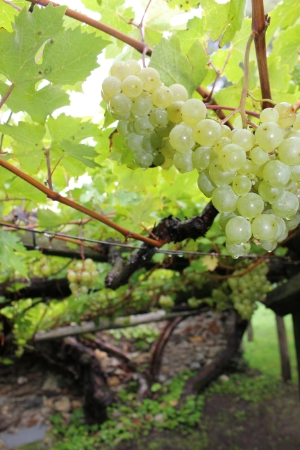 Wimmfest bei der ältesten und größten Rebe der Welt