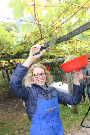 Wimmfest bei der ältesten und größten Rebe der Welt