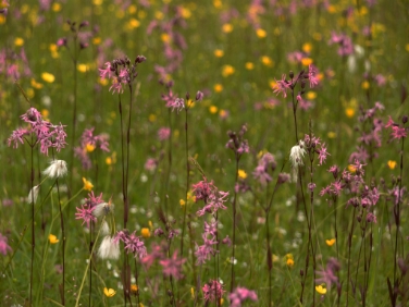 Tag der Artenvielfalt: 1.000 verschiedene Pflanzen und Tiere in St. Felix
