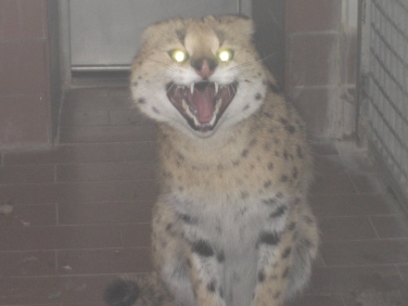 Catturato a Lana un gattopardo africano, esemplare vietato in Italia