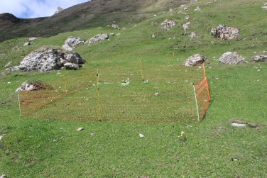 Grünes Licht für Murmeltier-Regulierung - LR Schuler unterzeichnet Dekret