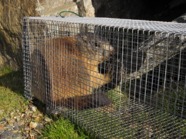 Schuler ha firmato il decreto per il controllo delle marmotte 