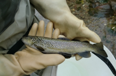 Landesfischzucht: Arbeiten zum Erhalt der Marmorata