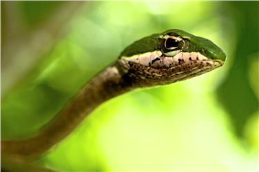 Schlangen und ihr Wohlbefinden: Vortrag am 19. Februar im Naturmuseum
