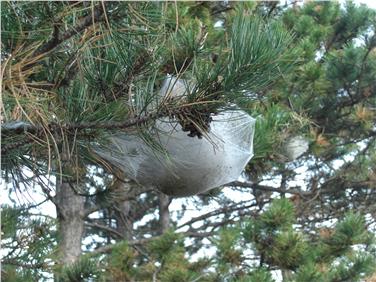 Processionaria del pino, i consigli della Provincia 