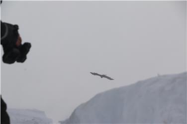 Giovane aquila ferita rimessa in libertà in Val Senales