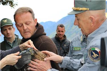 Giovane aquila ferita rimessa in libertà in Val Senales