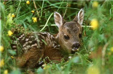 Piccoli di animali selvatici da non toccare