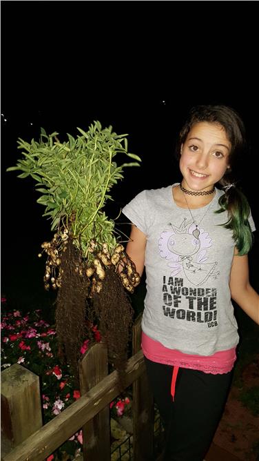 Erdnuss-Ernte: Trauttmansdorff prämiert junge Pflanzenzüchter