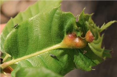 Forstschutzdienst: Erfolgreiche biologische Bekämpfung der Gallwespen