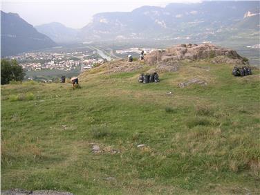 Südafrikanisches Greiskraut: Bekämpfungs-Aktion auf Castelfeder