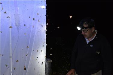 Fachzeitschrift Gredleriana 16 präsentiert große Schmetterlingsstudie