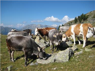 Seit heute werden Alpungsbewegungen digital verwaltet; deshalb ist das Führen des Almregisters auf dem Papier nicht mehr notwendig, das Abgeben des Almregisters bei der Forststation erübrigt sich also; im Bild die Bartl Alm im Sarntal. Foto: LPA