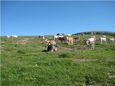Tierbewegungen: Almregister ab heute digital