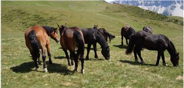 Tierbewegungen: Almregister ab heute digital