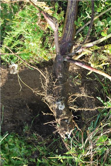 Ripartizione foreste monitora piante invasive: intervento a Bolzano