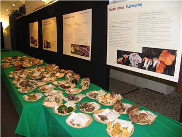 Pilzausstellung im Naturmuseum: Eröffnung am 27. September