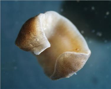 Ruscelli montani eletti tipologia fluviale del 2018 